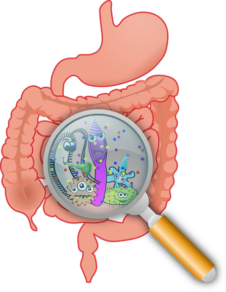 santé flore intestinale bactérie