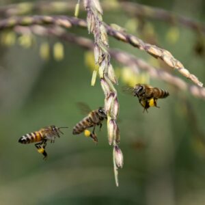 abeille plante bourgeons propolis